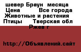 шевер Браун 2месяца › Цена ­ 200 - Все города Животные и растения » Птицы   . Тверская обл.,Ржев г.